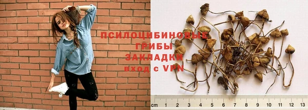 стафф Арсеньев